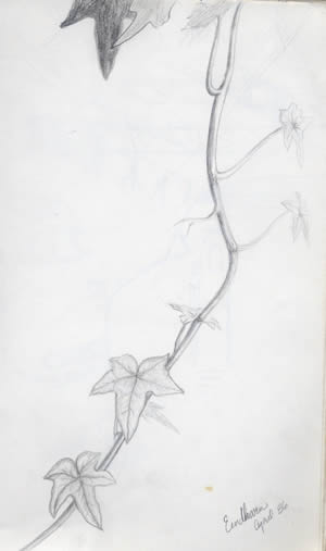 ivy in einhoven